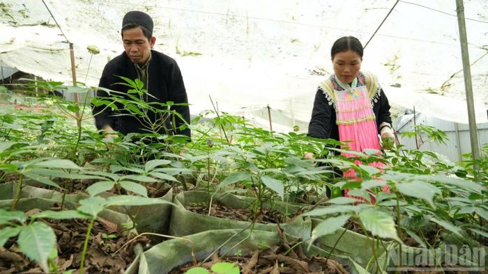 Người dân xã Tả Lèng phát triển mô hình trồng sâm Lai Châu.