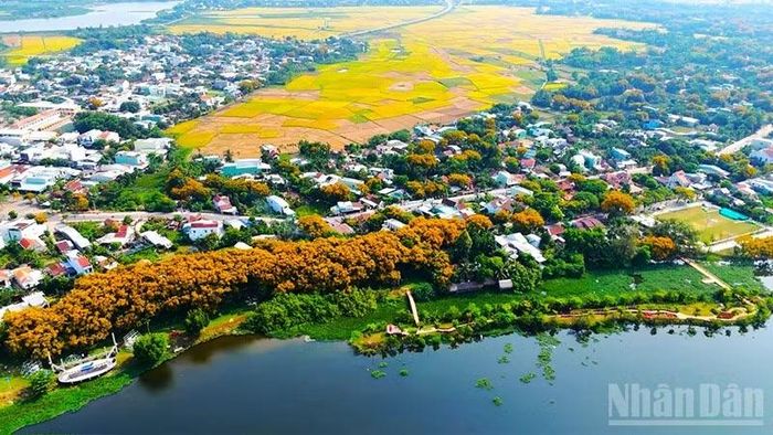 Mùa hoa sưa nở ở làng Hương Trà, phường Hương Trà. (Ảnh: HT)
