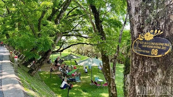 Làng Hương Trà sở hữu quần thể 9 cây Giáng Hương Ấn có tuổi đời từ 100 đến 150 năm tuổi được công nhận là Cây Di sản Việt Nam. (Ảnh: ANH QUÂN)