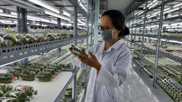 Kỹ sư làm việc tại phòng thí nghiệm Khu Nông nghiệp Công nghệ cao. (Ảnh: QUANG QUÝ)