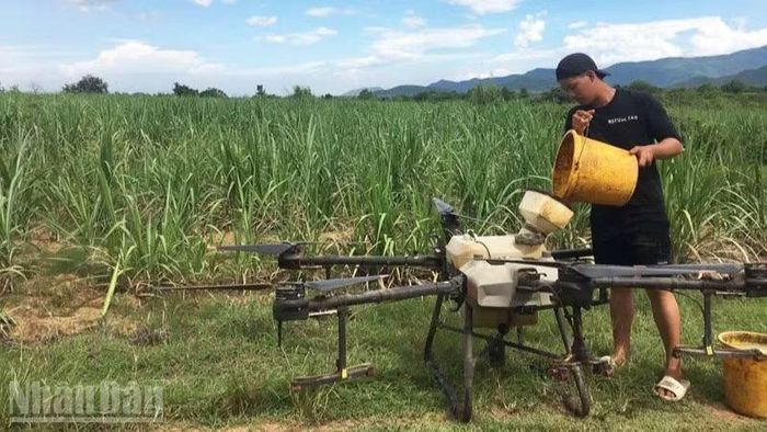 Nông dân sử dụng bộ đôi chế phẩm Growbooster và Rootbooster và bằng drone để phun phân bón cho ruộng mía, qua đó giảm áp lực vốn trong thời điểm đang phải đối mặt với nhiều khoản chi phí phát sinh. (Ảnh: NGUYỄN TRUNG)
