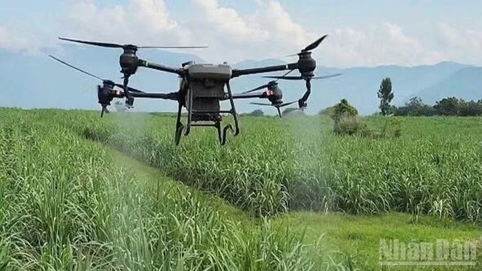 Công ty Cổ phần Phát triển nông nghiệp AgriS-Chi nhánh Khánh Hòa ứng dụng thiết bị bay không người lái (drone) để phun phân bón lá, kết hợp hai chế phẩm sinh học Growbooster và Rootbooster, giúp những ruộng suy kiệt do hạn hán, phục hồi bộ rễ, kích thích sinh trưởng. (Ảnh: VINH THẮNG)