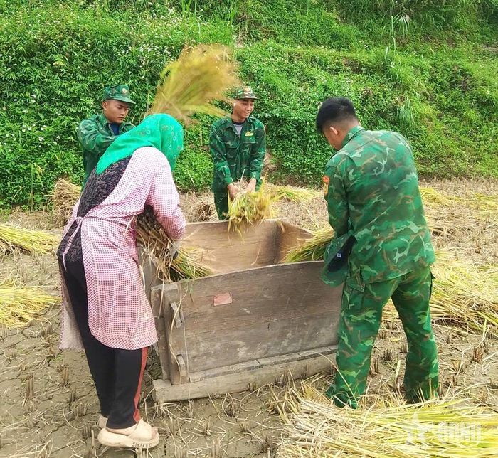  Cán bộ, chiến sĩ Đồn Biên phòng cửa khẩu Săm Pun cùng người dân đập lúa, tách hạt tại ruộng. 