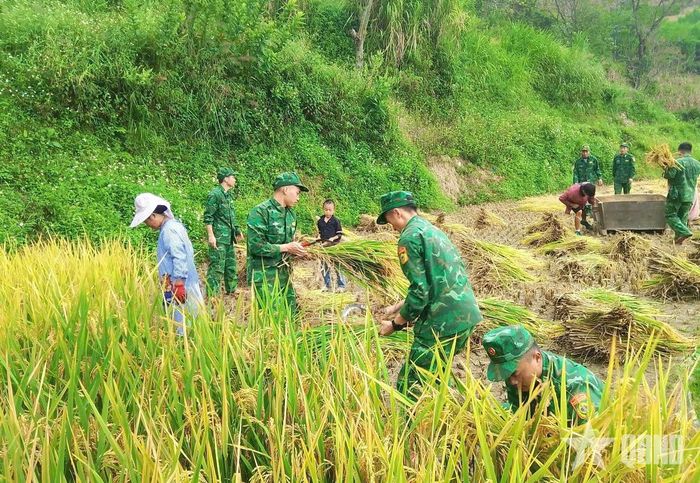 Hỗ trợ gia đình quân nhân thu hoạch lúa là việc làm thiết thực của Đồn Biên phòng cửa khẩu Săm Pun, góp phần chăm lo hậu phương quân đội. 