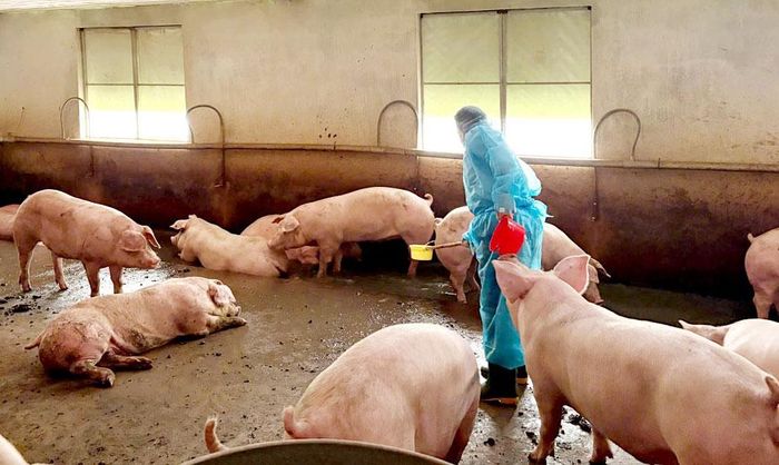 Hiện trường vụ triệt phá đường dây tiêu thụ 10.000 tấn heo chứa chất cấm. Ảnh: Công an TPHCM 