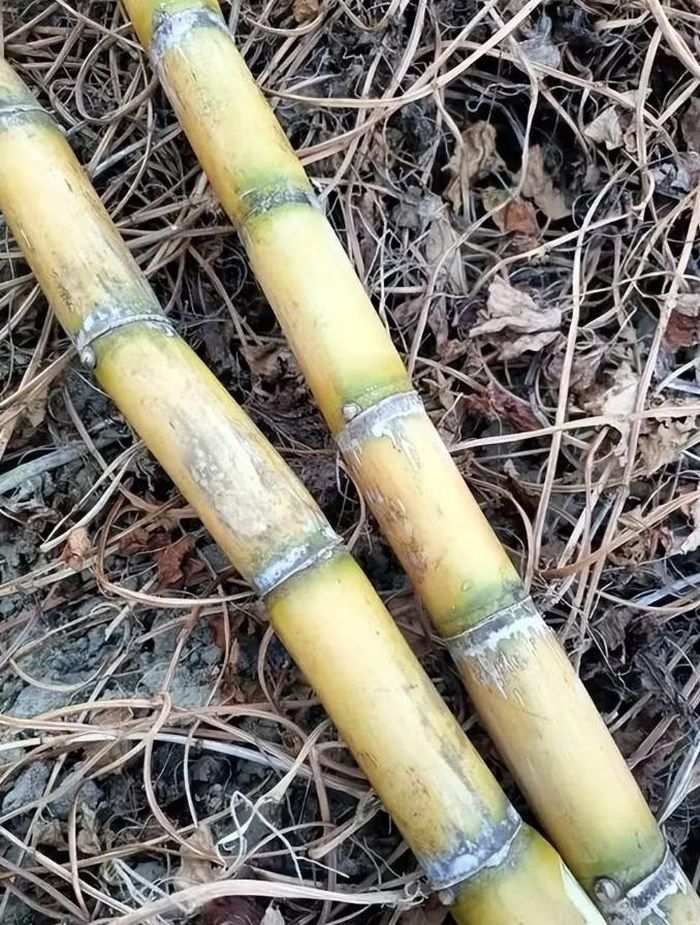 Hình dáng từng đốt nối tiếp nhau khiến mía thường được liên tưởng đến ý nghĩa “tiết tiết cao”, tức từng bước phát triển, ngày càng tiến lên. Ảnh minh họa: @Sohu.
