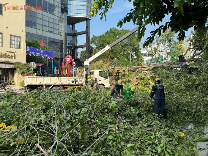 Một người đàn ông chạy xe máy ngang qua bị nhánh cây va trúng nhưng chỉ bị xây xát nhẹ. Cây đổ đúng thời điểm lượng phương tiện bắt đầu đông khiến giao thông qua khu vực trung tâm TP HCM nhanh chóng ùn ứ.