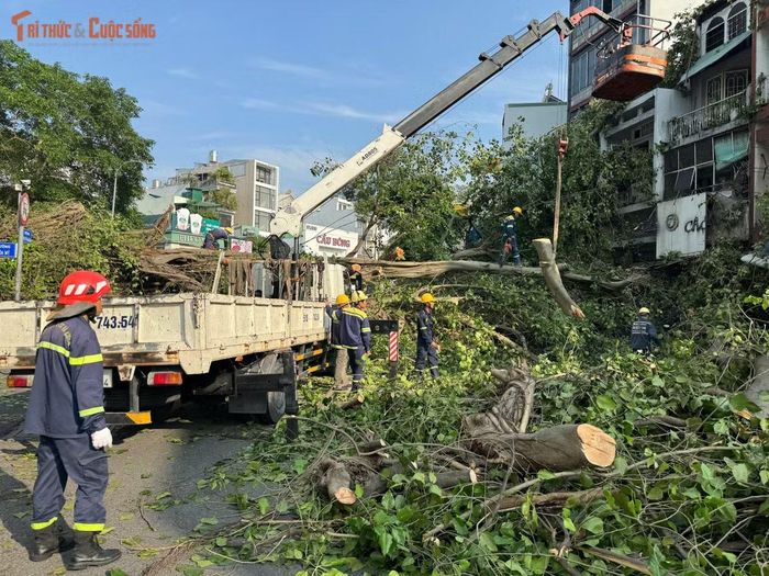 Thời điểm xảy ra sự cố, khu vực không mưa, trời cũng không có gió lớn. Thân cây có kích thước lớn nằm chắn gần như toàn bộ mặt đường. Phần cành, tán cây vướng vào mái và biển hiệu của một số nhà dân, cửa hàng đối diện, gây hư hỏng.