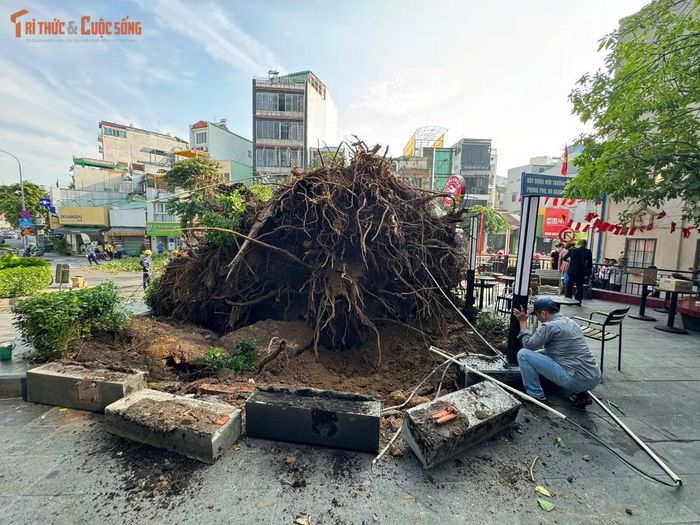 Hiện trường sự cố cây xanh ngã đổ.