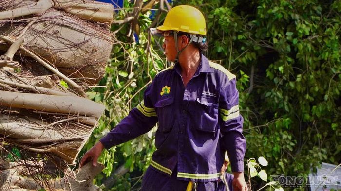 Vì cây lớn, diện tích ngã đổ lan rộng kèm theo thời tiết nắng nóng khiến công tác xử lý mất nhiều thời gian.