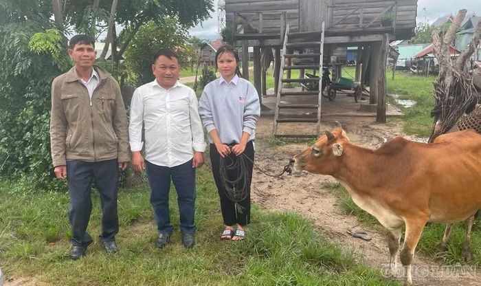 Sau lễ khai giảng, thầy Tùng tiếp tục phối hợp với chính quyền thôn Bi Giông (xã Pờ Tó) tao tặng vật nuôi sinh kế cho học trò nghèo vượt khó