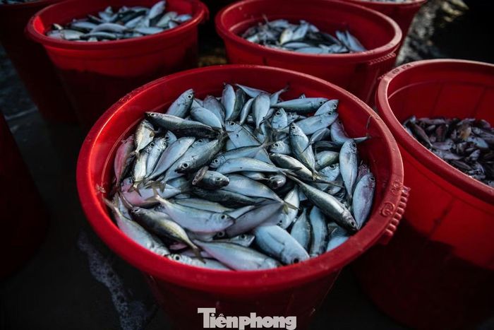 Trên bờ, các tiểu thương đã đứng chờ sẵn. Từng chiếc thúng vừa cập bãi nhanh chóng được kéo lên, hải sản được lựa chọn, phân loại và đưa đi tiêu thụ.