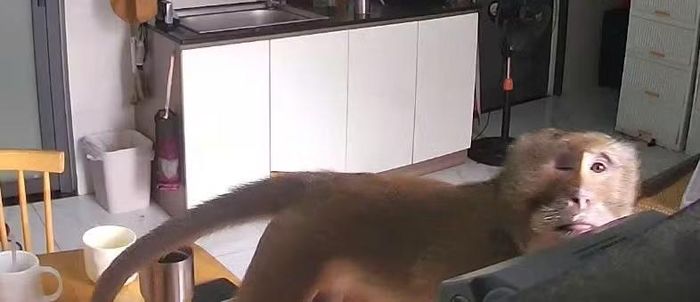 Con khỉ trèo trên mái nhà, thậm chí là vào tận nhà dân quậy phá khiến cư dân lo lắng.