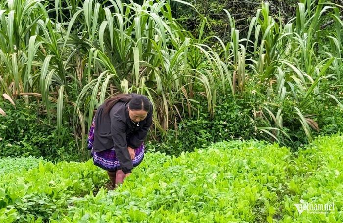 Hơn 80% lao động làm việc thường xuyên và liên kết tại Thuận Thiên Farm là người dân tộc thiểu số. Ảnh: Bình Minh