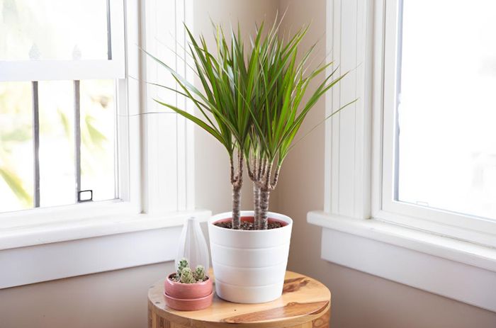 Cây phát tài núi với thân chắc khỏe và lá xanh mướt tượng trưng cho sự vững chãi, phù hợp đặt ở góc phòng làm việc để tạo điểm nhấn cho không gian khởi nghiệp.