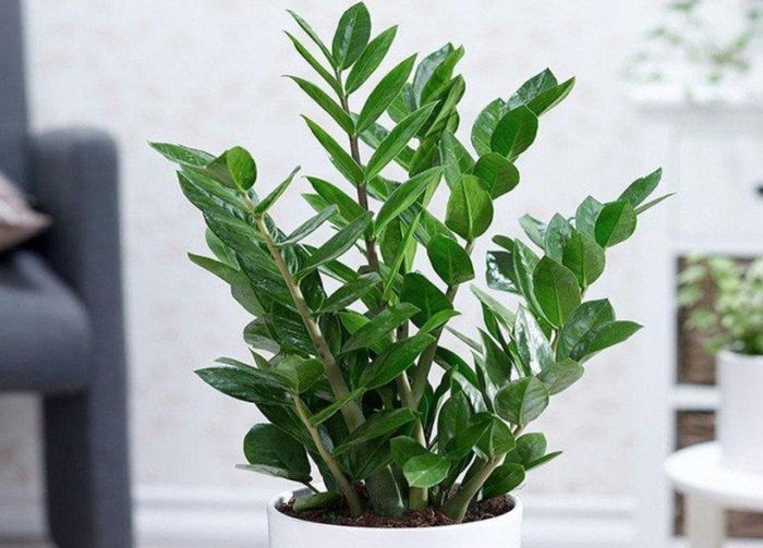 Cây kim tiền là biểu tượng của sự tích lũy tài chính, phù hợp với người đang xây dựng nền tảng sự nghiệp.