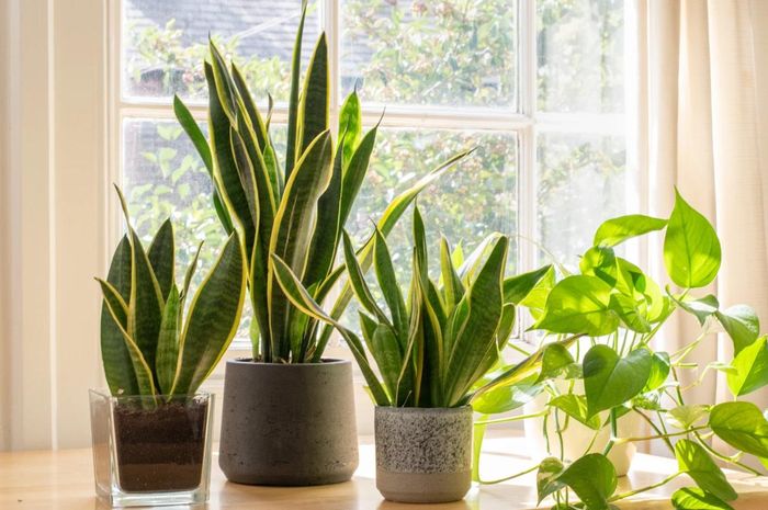 Cây lưỡi hổ là lựa chọn tiết kiệm nhất, vừa dễ chăm sóc vừa mang ý nghĩa bảo vệ không gian làm việc.