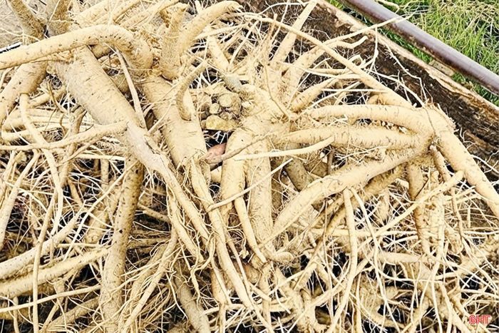Năm đầu tiên trồng sâm Bố Chính đã đem lại hiệu quả kinh tế khá cho gia đình chị Đào (bên phải ảnh). (Ảnh: Nhân vật cung cấp).