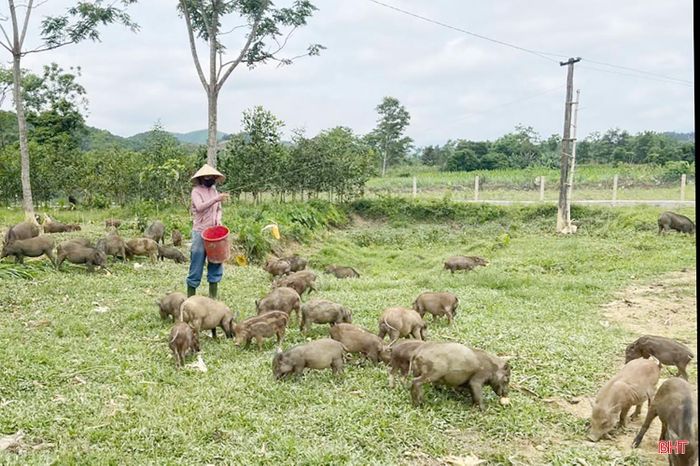 Chị Ngân xác định việc nuôi lợn rừng F1 là hướng phát triển kinh tế lâu dài. (Ảnh: Nhân vật cung cấp).