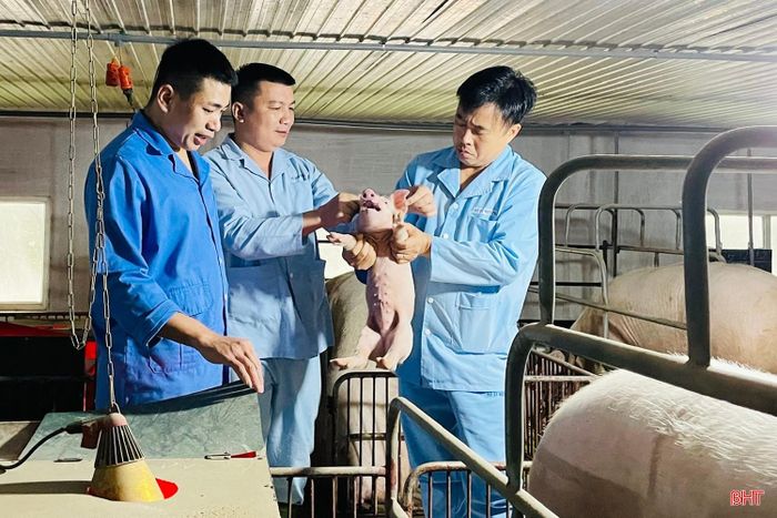 Nông nghiệp - chăn nuôi tích hợp là một trong 3 trụ cột đầu tư của Tổng Công ty Khoáng sản và Thương mại Hà Tĩnh - CTCP.