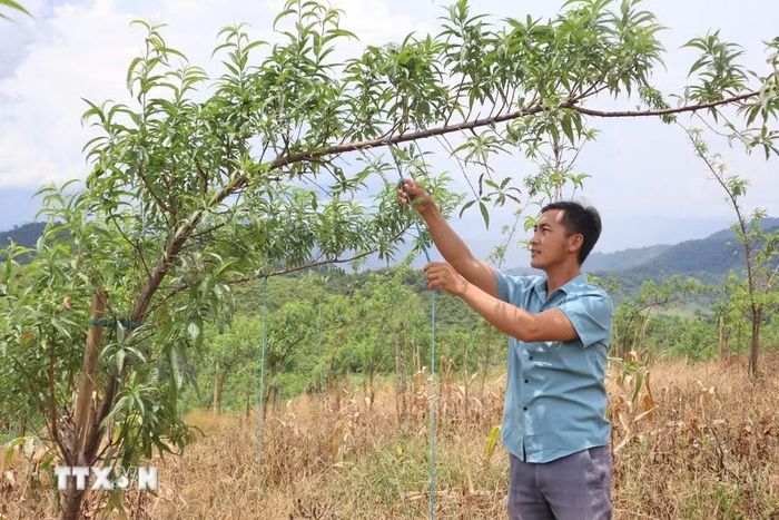 Gia đình anh Lầu Bá Pó dự kiến xuất bán hơn 100 cành đào huyền trong dịp Tết. (Ảnh: Bích Huệ/TTXVN)