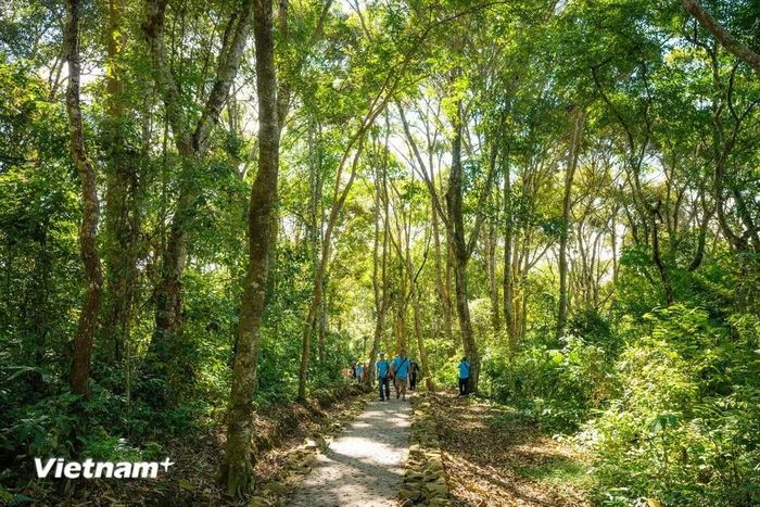 Rừng Mường Phăng, Điện Biên (Ảnh: Vietnam+)