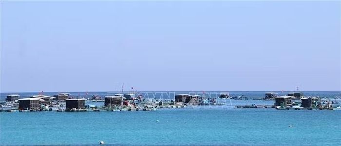 Hiện đặc khu Lý Sơn (Quảng Ngãi) đã thu hút gần 60 hộ gia đình tham gia đầu tư mô hình nuôi lồng bè.
