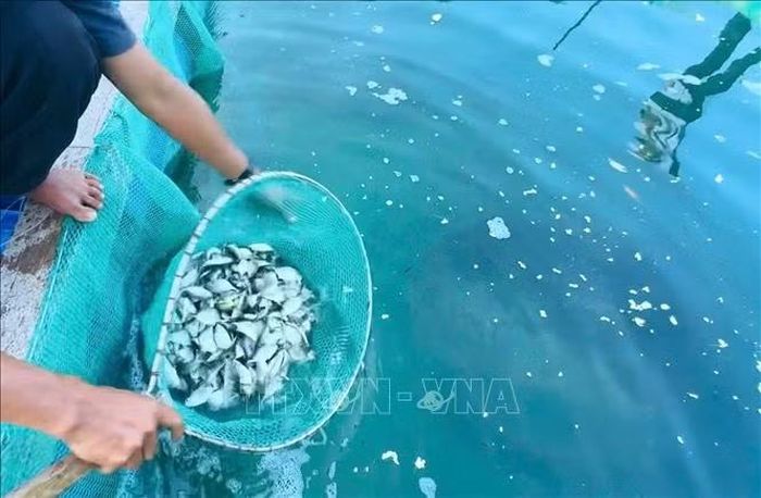 Bên cạnh cá bớp, người dân đặc khu Lý Sơn còn mạnh dạn mở rộng sang các đối tượng nuôi tiềm năng khác như cá chim, cá bè, cá tầm ma.