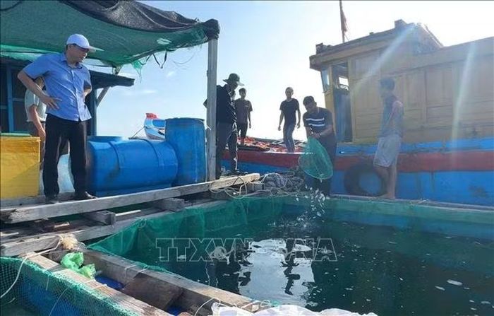Chính quyền đặc khu Lý Sơn hỗ trợ con giống, kỹ thuật cho người dân.