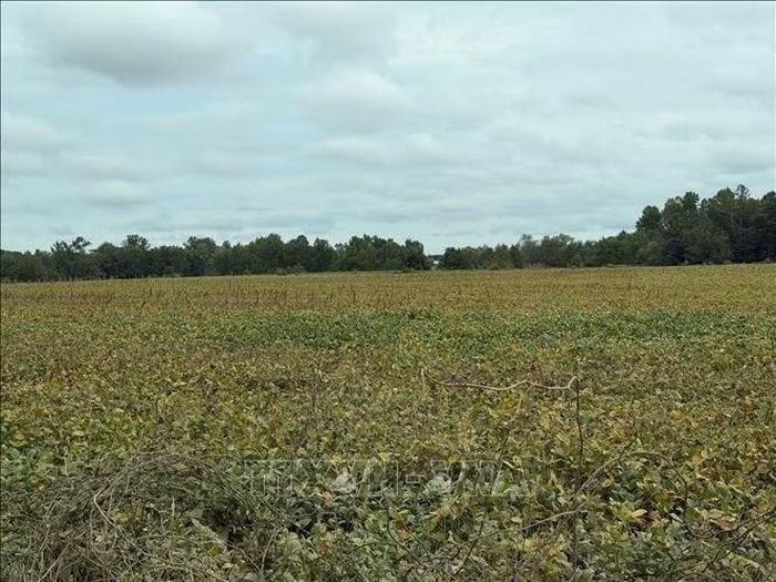 Một cánh đồng trồng đậu tương tại bang Maryland, Mỹ.