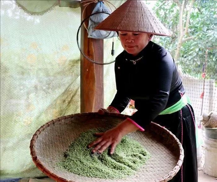 Mẻ cốm mới được sàng cẩn thận, loại bỏ trấu và những hạt chưa đạt để giữ lại những hạt cốm xanh, mềm, dẻo.