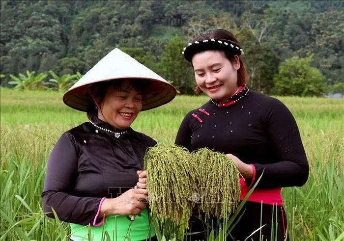 Phụ nữ Tày ở xã vùng cao Thuận Hòa, Tuyên Quang rạng rỡ trong mùa thu hoạch lúa làm cốm.