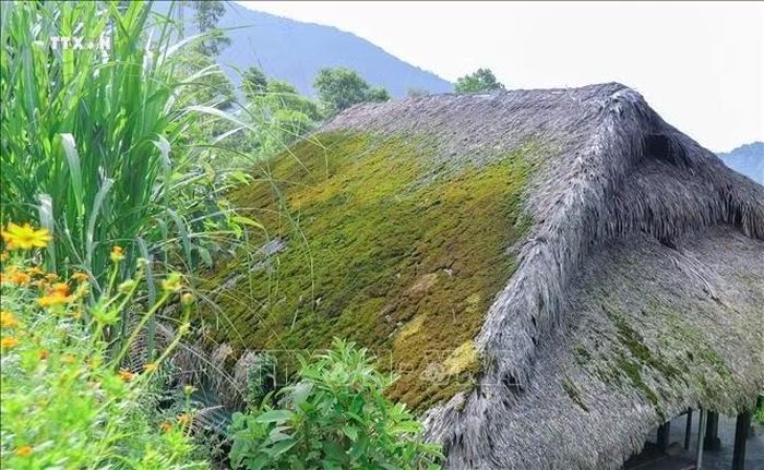 Khí hậu mát mẻ, độ ẩm cao nên rêu phát triển mạnh trên những mái nhà lá cọ của người dân nơi đây. Ảnh: Hoàng Hiếu/TTXVN