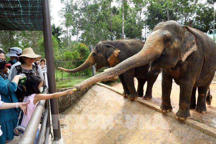 Du khách trải nghiệm cho voi ăn tại Vinpearl Safari Phú Quốc. Ảnh: Huy Hùng - TTXVN 