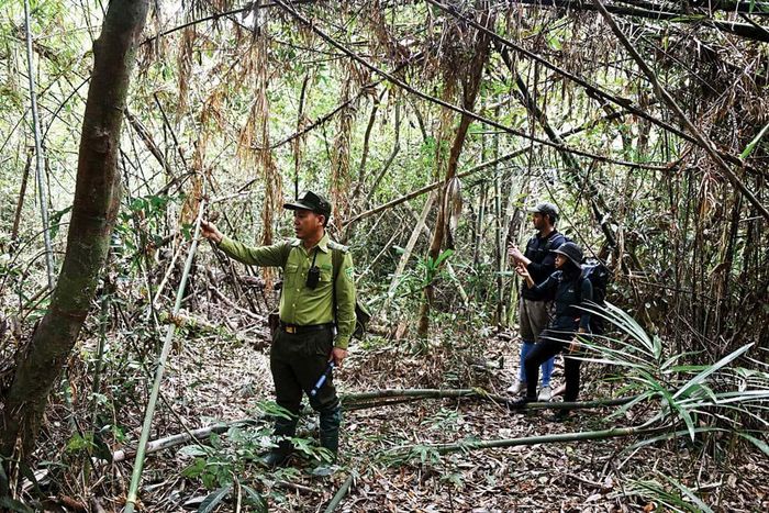 Bùi Văn Giang - Trạm trưởng Trạm kiểm lâm Núi Tượng chỉ dấu “ông Bồ” ở vạt rừng tre.
