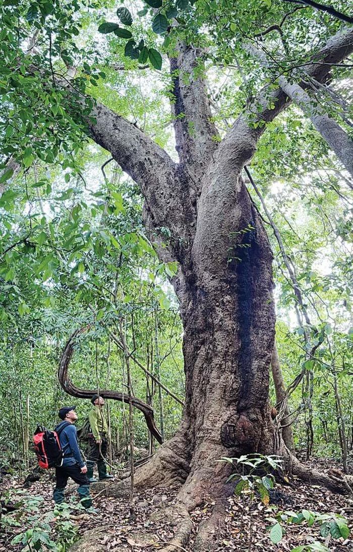 Cây gõ đỏ khổng lồ, một dòng gỗ quý ở Nam Cát Tiên được bảo tồn tốt.