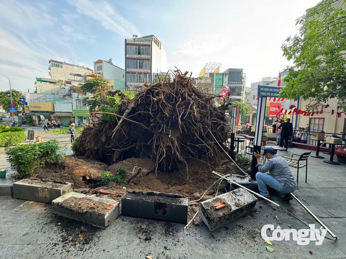 Cây cổ thụ bật gốc, chắn ngang đường ở TP.HCM.