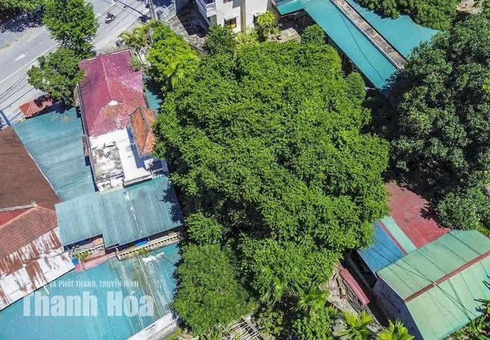 Nằm trong khuôn viên Hạt Kiểm lâm Như Xuân ở xã Như Xuân, tỉnh Thanh Hóa, cây thị cổ thụ nổi bật giữa không gian bởi thân cây đồ sộ và tán lá rộng.