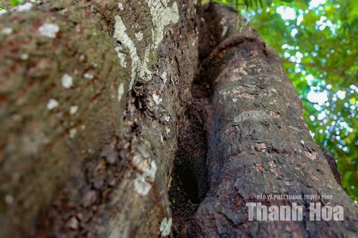 Theo người dân địa phương, trong quá khứ, cây từng đứng trước nguy cơ bị chặt phá. Những dấu tích còn lại trên thân cây như một phần ký ức về hành trình tồn tại đầy thử thách của cây thị qua nhiều thế kỷ.
