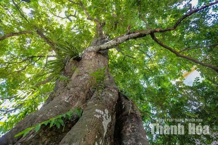 Tuổi đời khoảng 700 năm khiến cây thị trở thành một nhân chứng đặc biệt của lịch sử tự nhiên và đời sống cộng đồng nơi đây.