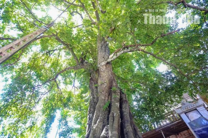 Ngày nay, cây thị cổ thụ không chỉ được bảo vệ như một cây di sản đặc biệt mà còn trở thành địa điểm để người dân, học sinh, sinh viên tìm đến tham quan, tìm hiểu và nghiên cứu. Bảo tồn một cây cổ thụ hàng trăm năm tuổi không chỉ là giữ lại một cá thể thực vật, mà còn là gìn giữ nguồn gen, bảo vệ một phần hệ sinh thái bản địa và lưu giữ một dấu ấn gắn với đời sống văn hóa của cộng đồng.