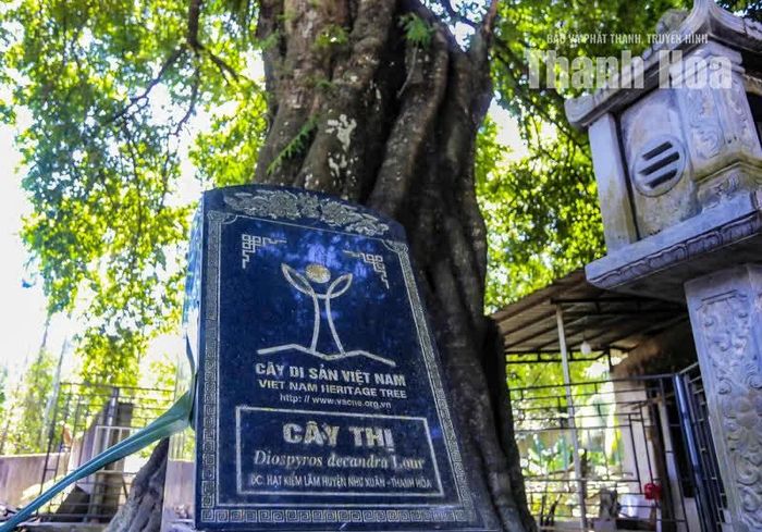 Tháng 6/2022, cây thị được Hội Bảo vệ Thiên nhiên và Môi trường Việt Nam, Hội đồng Cây di sản Việt Nam công nhận là Cây di sản Việt Nam.