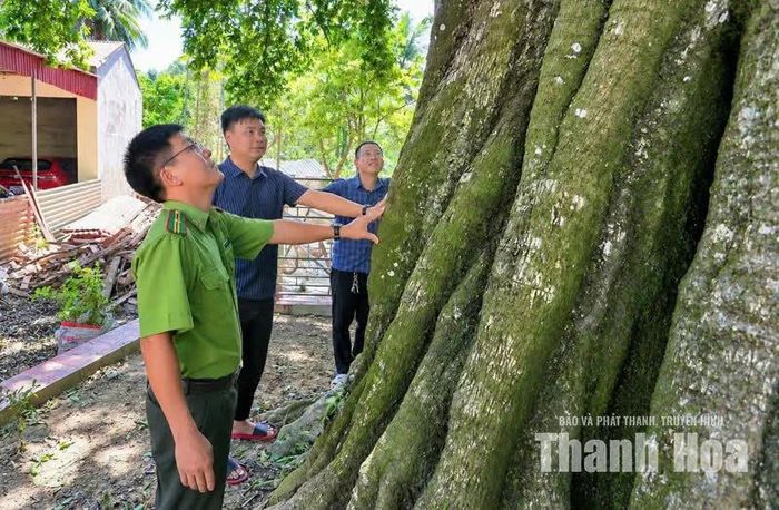 Cây cao khoảng 25 m, chu vi gốc sát mặt đất khoảng 9,5 m. Tại vị trí cách mặt đất 1,3 m, chu vi thân cây khoảng 6,2 m, tương đương đường kính khoảng 2 m.