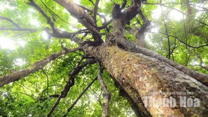 Không mọc thẳng như những thân cây thông thường, cây Gắm ở đây vắt ngang qua một cây thị cổ thụ với nhiều đoạn thân dây lớn nhỏ đan xen.