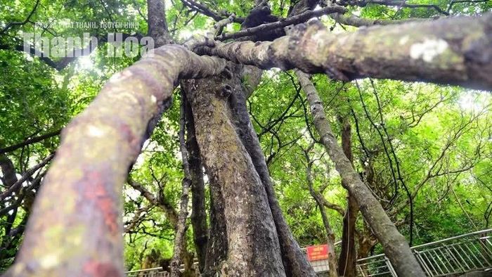 Trong câu chuyện, nhân vật Từ Thức được hư cấu gặp tiên. Bởi vậy, không gian quanh Động Từ Thức từ lâu được bao phủ bởi những câu chuyện mang màu sắc huyền ảo. Cây Gắm với những thân dây tạo thành “võng tiên” cũng được người dân địa phương đặt vào mạch chuyện ấy.