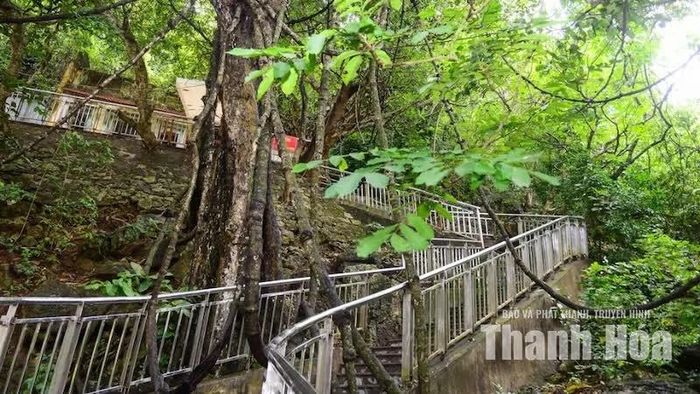 Đặc biệt, cây Gắm nằm ngay cổng vào Động Từ Thức - một trong những hang động đẹp của xứ Thanh, gắn với nhân vật Từ Thức trong truyện dã sử “Truyền kỳ mạn lục” của Nguyễn Dữ.