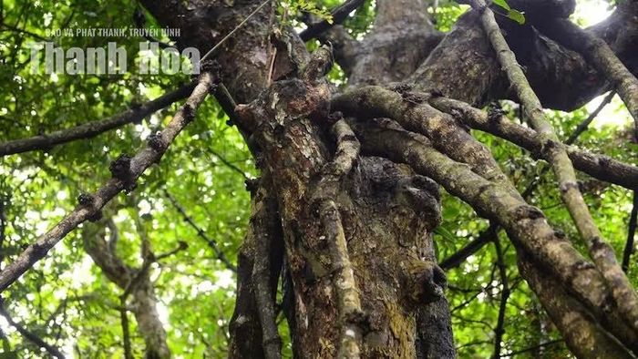 Không ai biết chính xác cây Gắm bắt đầu bám vào cây thị từ khi nào. Chỉ biết qua thời gian, những thân dây ngày một lớn, vươn dài, chằng chịt và tạo nên hình dáng đặc biệt mà du khách ngày nay có thể dễ dàng nhận ra.