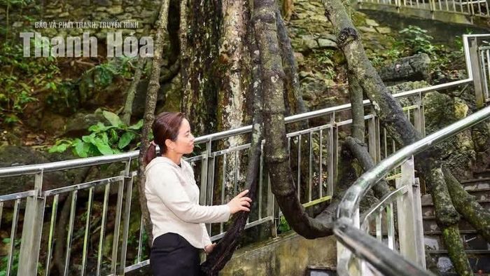 Chị Mai Thị Hà chia sẻ: “Những thân Gắm tự nhiên tạo thành hình dáng giống chiếc võng, vừa lạ vừa đẹp. Được ngồi thử và nghe hướng dẫn viên kể về câu chuyện các nàng tiên vui đùa ở đây khiến tôi thấy chuyến đi rất thú vị”.