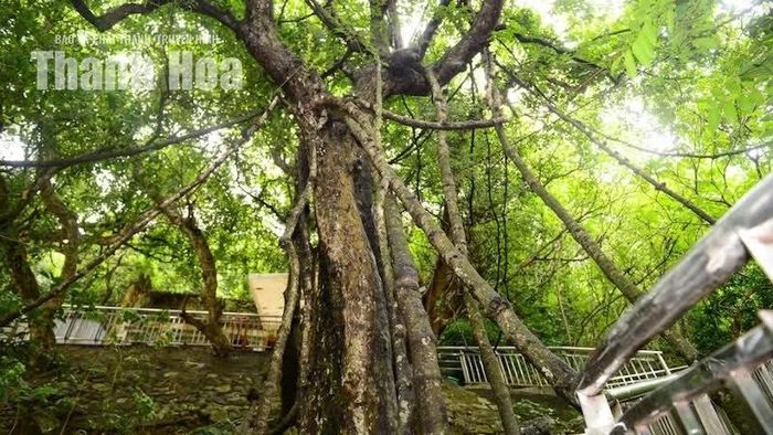 Gắm là một loại cây dây leo thường mọc trong những khu rừng rậm nhiệt đới. Loài cây này có sức sống dẻo dai, có thể thích nghi với thời tiết khắc nghiệt và những vùng đất nghèo dinh dưỡng.