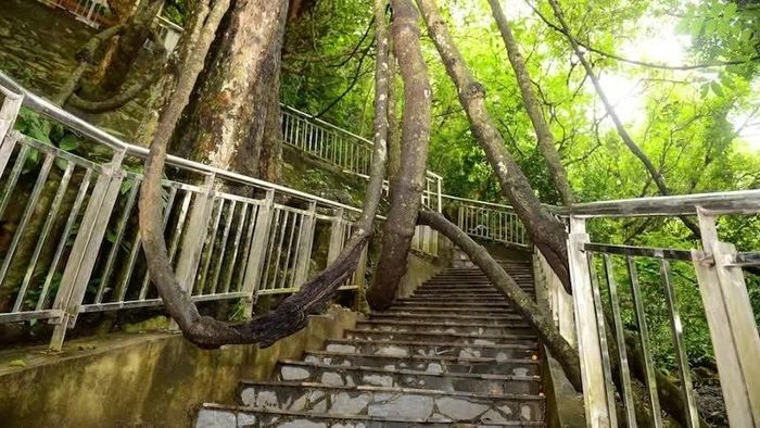 Theo giai thoại của người dân địa phương, khu vực quanh cây Gắm từng là nơi các nàng tiên giáng trần vui đùa. Những chiếc "võng” do thân cây tạo nên được hình dung là nơi tiên thường ngồi nghỉ, vui chơi vào mỗi buổi chiều.
